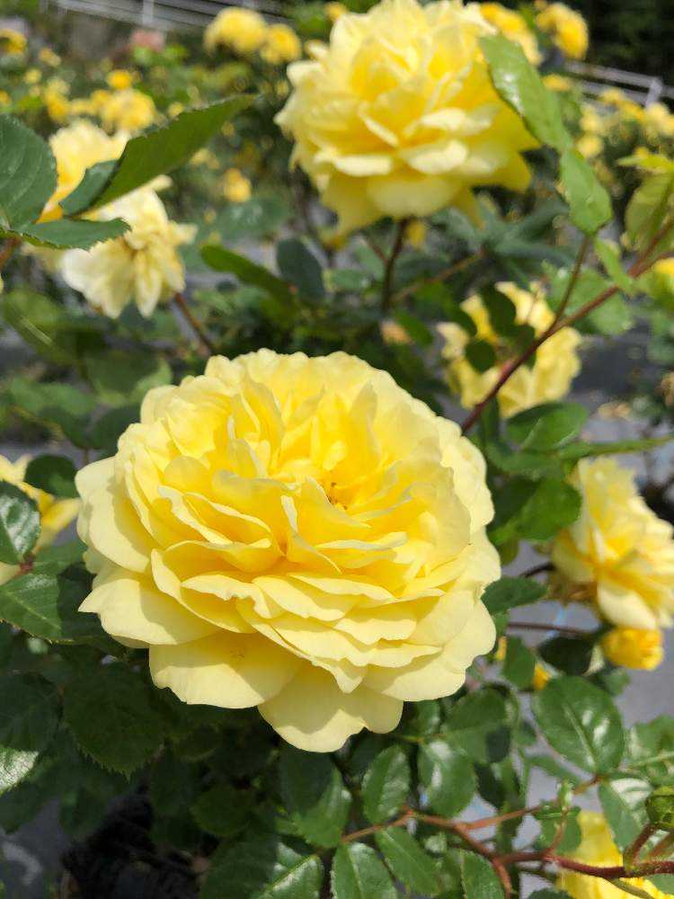 バラ園めぐり Greensnap グリーンスナップ