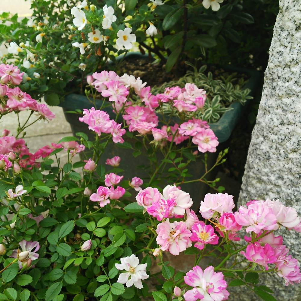 レンゲローズの投稿画像 By くろのわーるんさん ミニバラと八女津姫とピンクの花と花のある暮らしと挿し木から成長とバラが好き 19月6月2日 Greensnap グリーンスナップ