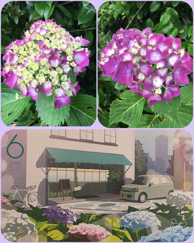 ハイドランジアの投稿画像 By 三毛猫さん 紫陽花と花のある暮らしと初夏の花木と紫色の花とお庭を彩るお花 樹木フォトコンとアジサイ 紫陽花 19 月6月2日 Greensnap グリーンスナップ