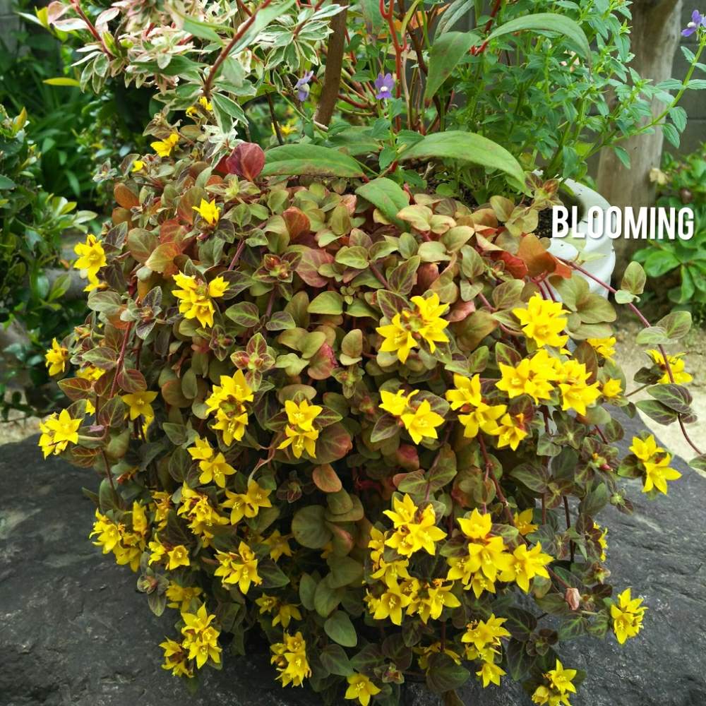 カラーリーフの投稿画像 By 春咲小紅さん 寄せ植えとガーデニングとリシマキア ミッドナイトサンとカラーリーフと寄せ植えとガーデニング 19月6月2日 Greensnap グリーンスナップ Greensnap グリーンスナップ