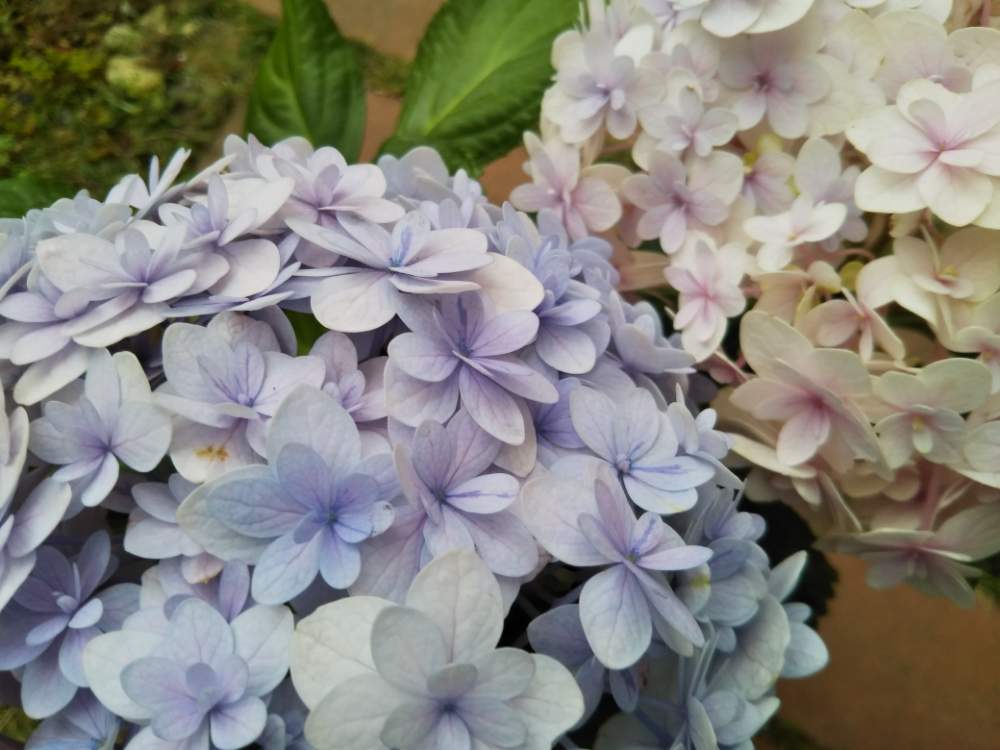 ハイドランジアの投稿画像 By すずさん アジサイ 紫陽花と花のある暮らしとハイドランジア 19月6月2日 Greensnap グリーンスナップ