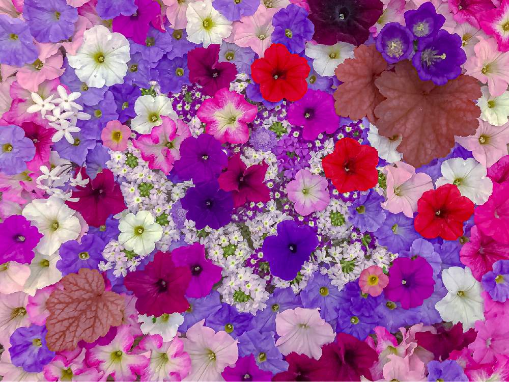 沢山のお花の投稿画像 By Kimikimiさん スマホ撮影と壁紙と真上から と美花と自然アートと綺麗なミドリと壁花と創作と花遊び 19月6月2日 Greensnap グリーンスナップ