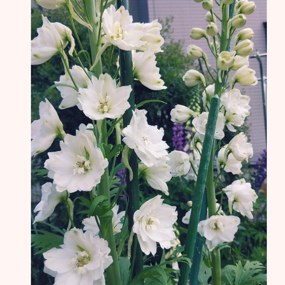 遊び心の投稿画像 By とこちゃんさん デルフィニウムの白と庭の花と大好きな色と癒しとgs映えと白いはなと可愛いと感激 19月6月2日 Greensnap グリーンスナップ