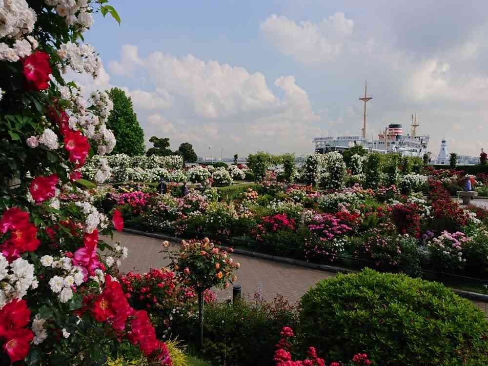 みちこさんの山下公園への投稿