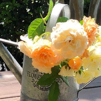 バラ バフビューティの画像 by yoyokoさん | 小さな庭と植物のある暮らしと癒しとバラ バニラボニカと癒され風景ときれいな色としあわせ♡と花のある暮らしとかわいいとお花とバラ・ミニバラとバラ バフビューティ