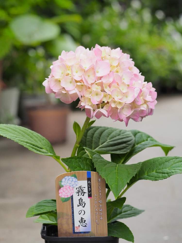 四季咲きアジサイ 霧島の恵の投稿画像 By Palm Treeさん バルコニー ベランダと植物のある暮らしとピンクの花と癒しと紫陽花 アジサイ あじさい と緑のある暮らしとアジサイ 霧島の恵とグリーン大好きと可愛いと花のある暮らしと綺麗だなぁと植物のある暮らしとピンクの花