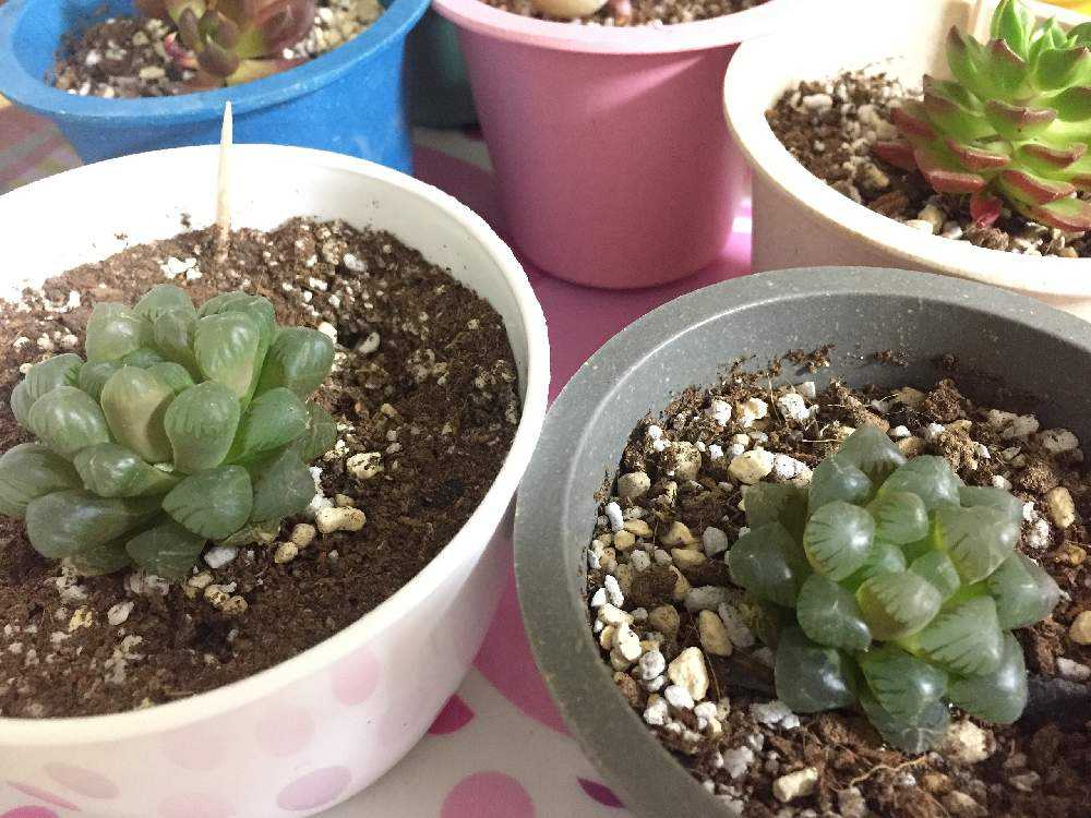 ハオルチア Greensnap グリーンスナップ