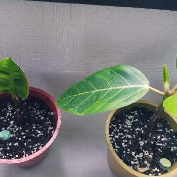 フィカスソフィアの投稿画像一覧 Greensnap グリーンスナップ