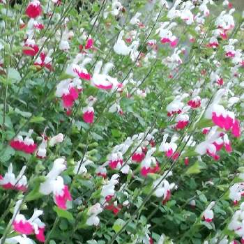赤い花と白い花の投稿画像一覧 Greensnap グリーンスナップ