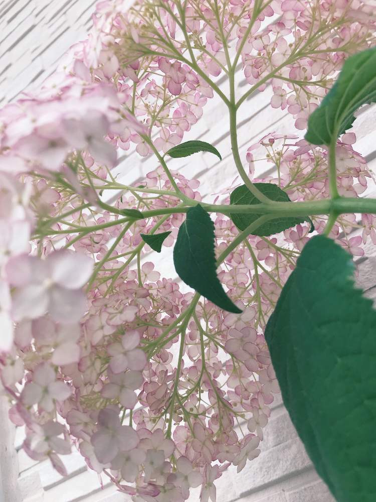 アナベル ピコティシャルマンの投稿画像 By 春好きさん ピンクの花と鉢植えと可愛いと花のある暮らしと鉢植えアジサイ 19月6月2日 Greensnap グリーンスナップ