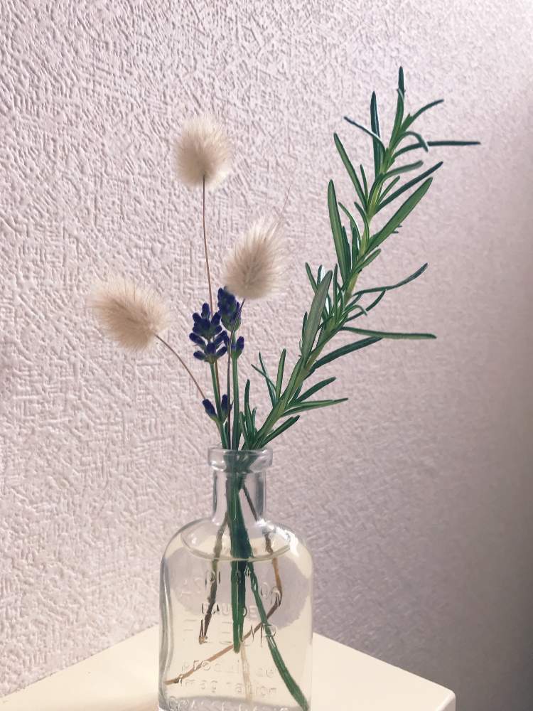 ラベンダーの投稿画像 By りんこさん ローズマリーとラグラスとラベンダー とハーブとハーブのある暮らしとハーブ女子と花のある暮らしとかわいいお花 19月6月2日 Greensnap グリーンスナップ