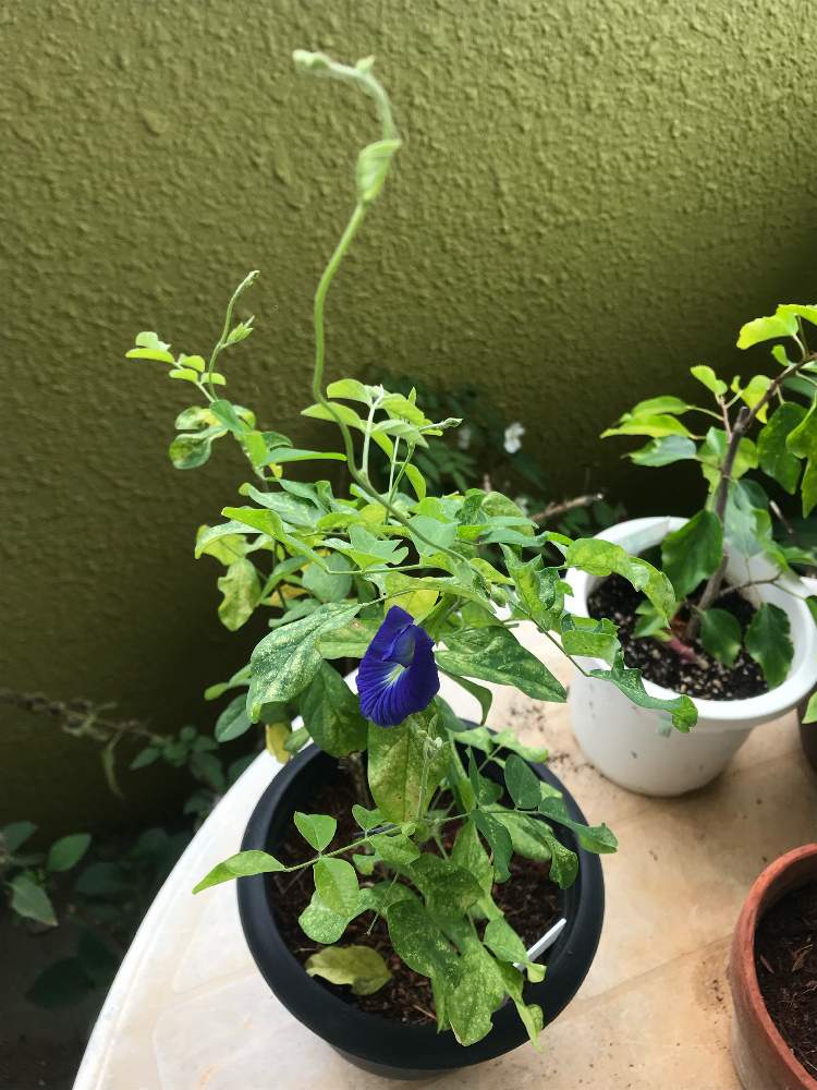 どきどきのチョウマメクッキング Greensnap グリーンスナップ