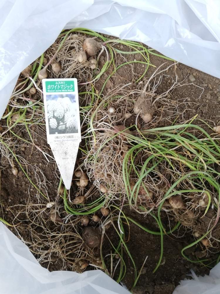 ムスカリの投稿画像 By 42valleyさん 球根とガーデニングと花のある暮らしと球根掘り上げ 19月6月2日 Greensnap グリーンスナップ
