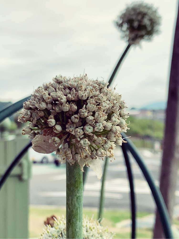 玉ねぎの投稿画像 By Junさん 白い花と淡路島と食べられる 19月6月2日 Greensnap グリーンスナップ