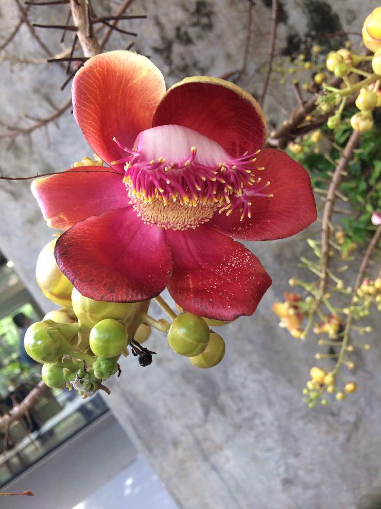 不思議な南国タイの植物 Greensnap グリーンスナップ