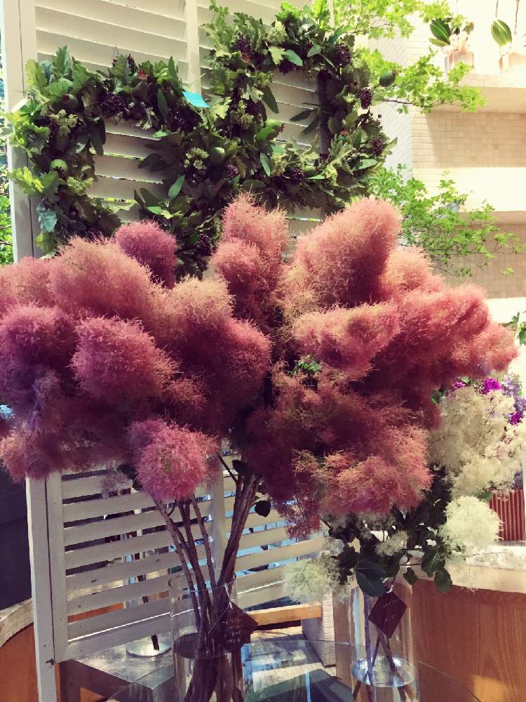 スモークツリーの投稿画像 By Hanahiro Cq 丸の内店さん スモークツリー ルビーファーと切り花とフラワーショップと丸の内と丸の内仲通りと 切り花とフラワーショップと丸の内と丸の内仲通り 19月6月2日 Greensnap グリーンスナップ Greensnap グリーン
