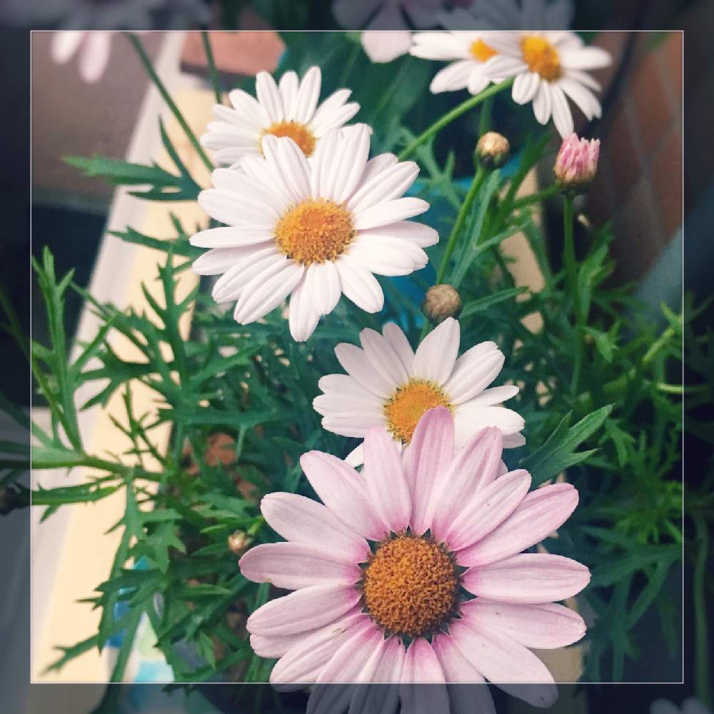 マーガレットの投稿画像 By マーガリンさん バルコニー ベランダと花のある暮らしと花のある暮らし 19月6月2日 Greensnap グリーンスナップ Greensnap グリーンスナップ