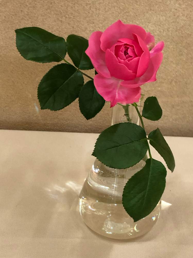 バラの投稿画像 By Heathさん レオナルド ダ ビンチと一輪のバラとピンク色とバラ科と春のばら展と花のある暮らし 19月6月2日 Greensnap グリーンスナップ
