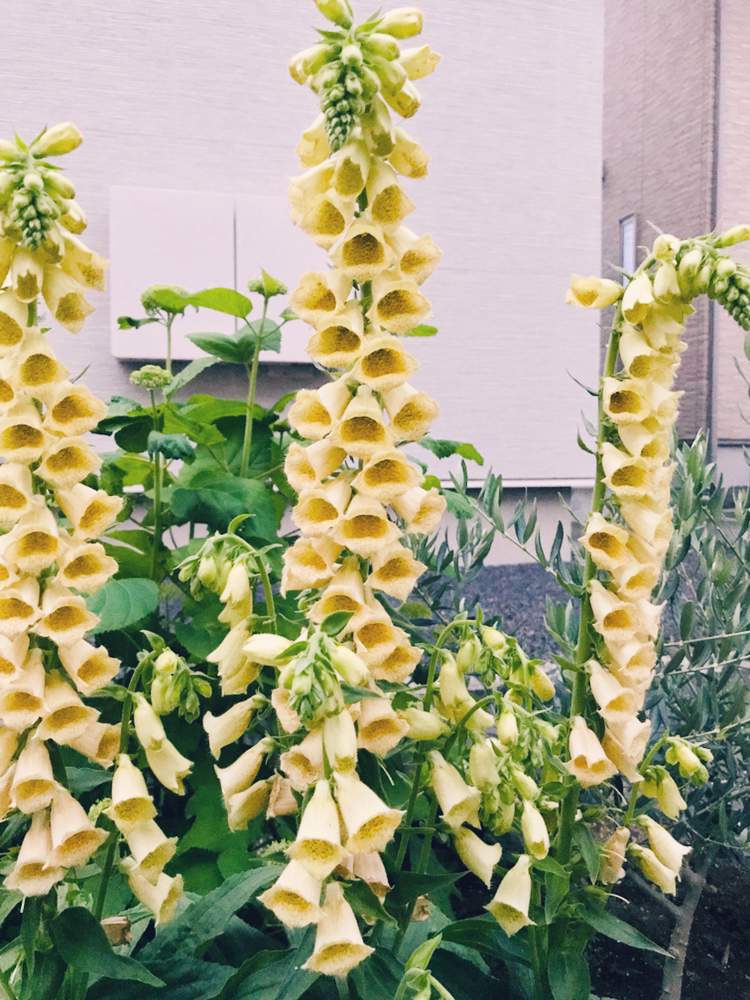 ジギタリスカリヨンの投稿画像 By えっちゃんさん 小さな庭 19月6月2日 Greensnap グリーンスナップ Greensnap グリーンスナップ