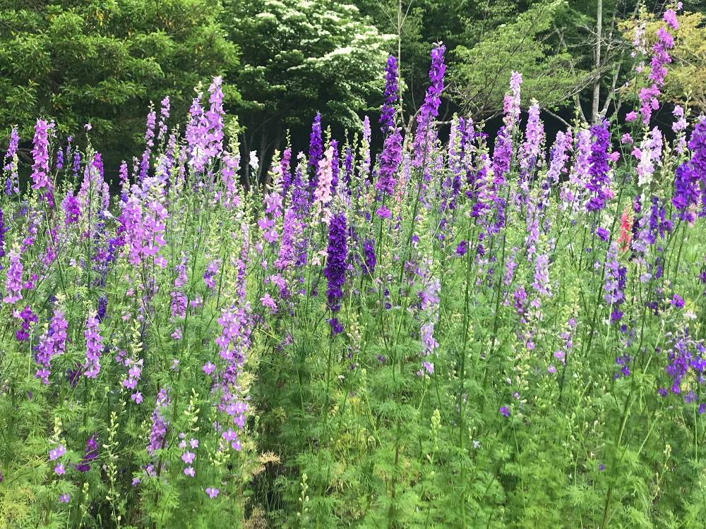 チドリソウ ラークスパーの投稿画像 By ポローさん 背の高い花と夏の花と花フェスタ記念公園と花のある暮らしとブルーの花と紫の花とやっぱり花が好き 19月6月2日 Greensnap グリーンスナップ