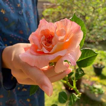 バラの花壇の画像 by aiaiさん | 広い庭とアウグスタ ルイーゼとばら バラ 薔薇とカインズバラコンテスト2019とフリフリ花弁とこどもと暮らすとバラの季節とお庭の花たちとバラの花壇と花のある暮らしとバラの地植え
