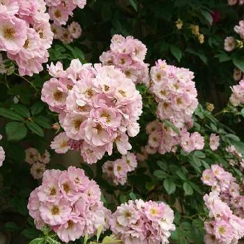 ブラッシュランブラーの画像 by SAkUTOMOさん | 広い庭とブラッシュランブラーと手作りの庭と花木と植中毒とバラ・ミニバラとMyｺﾚ / 薔薇と地植え