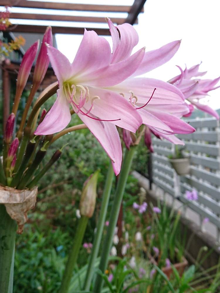 アマクリナムの投稿画像 By Miccoさん 球根の花と今日の一枚とピンク色の花と花のある暮らしと球根植物 19月6月2日 Greensnap グリーンスナップ