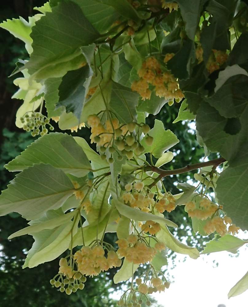 菩提樹の投稿画像 By まるぽっちさん 福岡と香りを楽しむとお寺の境内とgs日和と黄色の花といい香り 19月6月2日 Greensnap グリーンスナップ