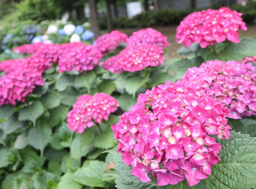 ミコノスさんの山下公園への投稿