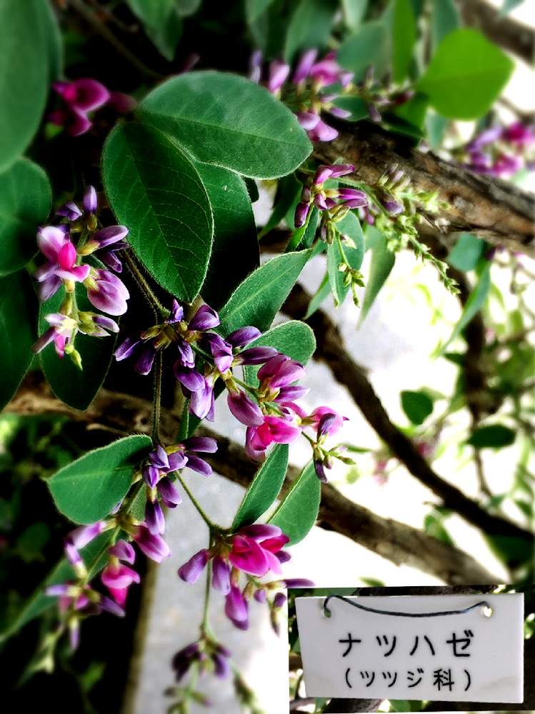 ナツハゼ の投稿画像 By びーとぉんさん バラと夢club 19月6月2日 Greensnap グリーンスナップ