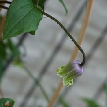 クレマチス 青磁の投稿画像一覧 Greensnap グリーンスナップ