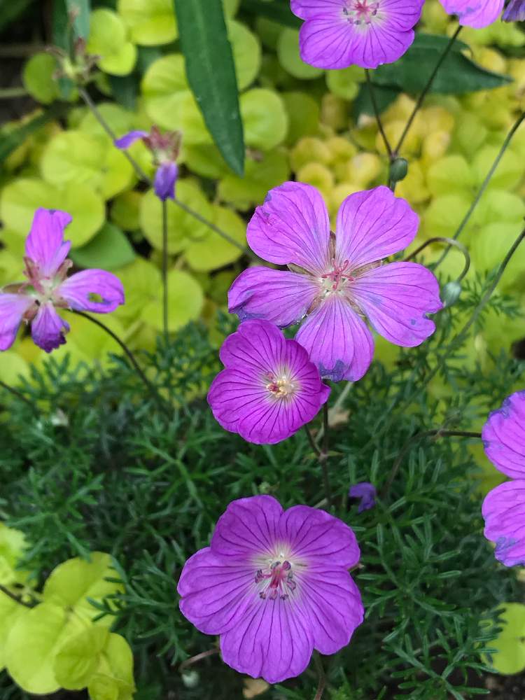 花のある暮らしの投稿画像 By ブルーローズさん 可愛い花とゲラニウムの花とお庭を彩るお花 樹木フォトコン 19月6月2日 Greensnap グリーンスナップ