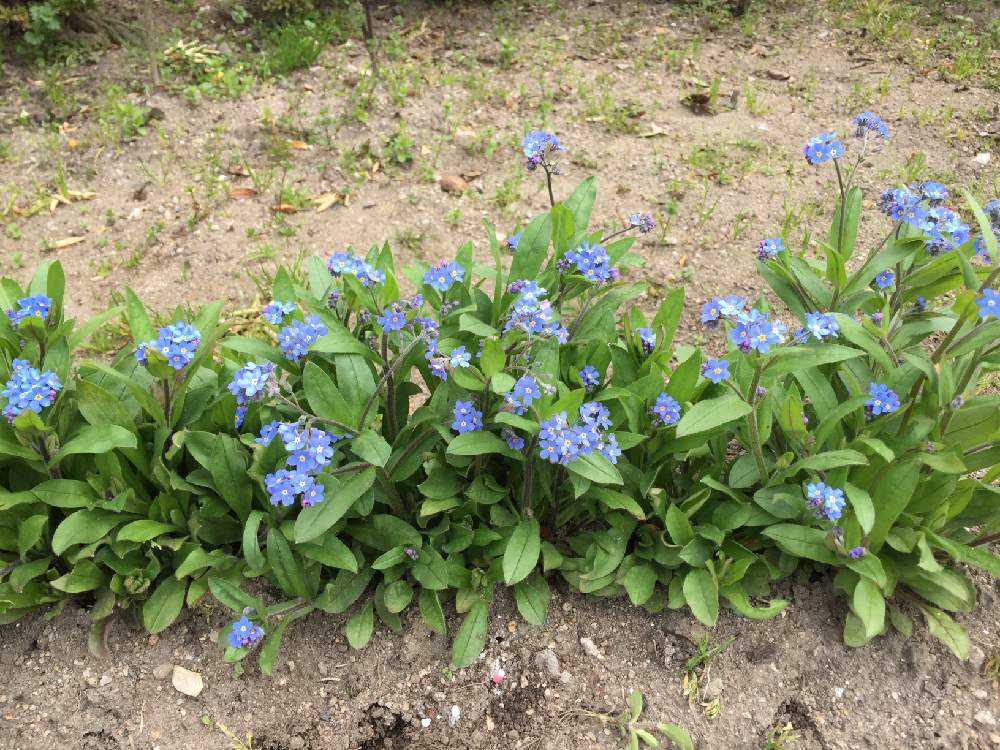 ワスレナグサ Greensnap グリーンスナップ