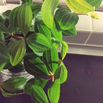 浴室の投稿画像一覧 Greensnap グリーンスナップ