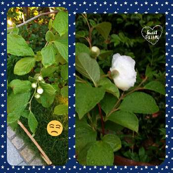ツバキの白花の画像 by petalolさん | お出かけ先とコラージュとツバキの白花とさんぽみちと道後温泉