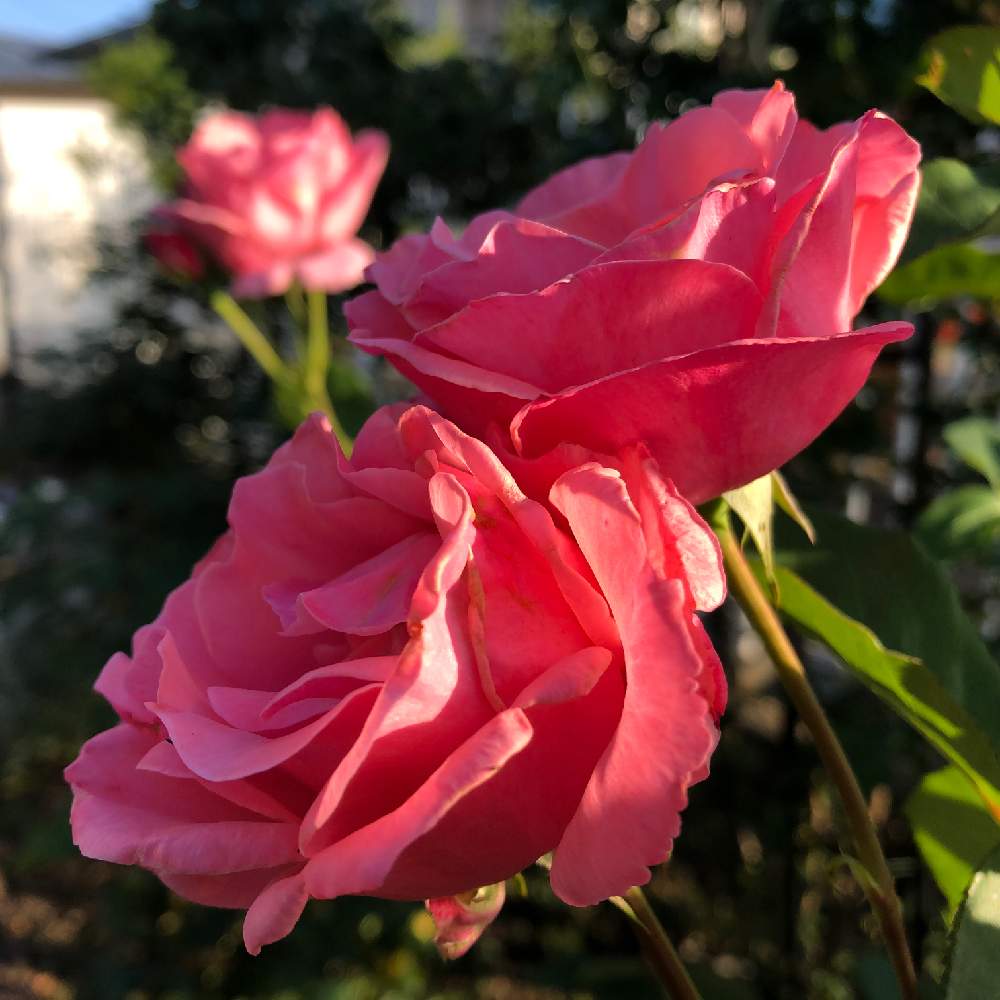 クイーンエリザベス の投稿画像 By カーチさん 薔薇 とカインズバラコンテスト19とバラ クイーンエリザベスと薔薇に魅せられてと自己満足とバラ クイーンエリザベスと自己満足の世界と花のある暮らしと薔薇 と薔薇の花 19月6月3日 Greensnap グリーン クイーンエリザベス の投稿画像 By カーチさん 薔薇 とカインズバラコンテスト19とバラ クイーンエリザベスと薔薇に魅せられてと自己満足とバラ クイーンエリザベスと自己満足の世界と花のある暮らしと薔薇 と薔薇の花 19月6月3日 Greensnap グリーン