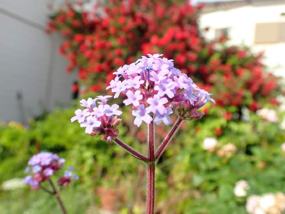 キュンキュン乙女倶楽部の投稿画像 By Kumakoさん バーベナ ボナリエンシス Verbena Bonariensis と三尺バーベナとピンクの花も好きと宿根草大好きと花のある暮らしとキュンキュン乙女倶楽部no190と金宝樹 ブラシの木 19月6月3日 Greensnap グリーンスナップ