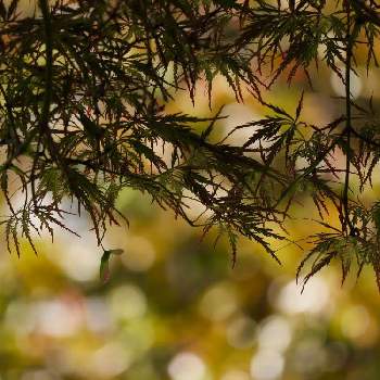 細葉モミジの投稿画像一覧 Greensnap グリーンスナップ