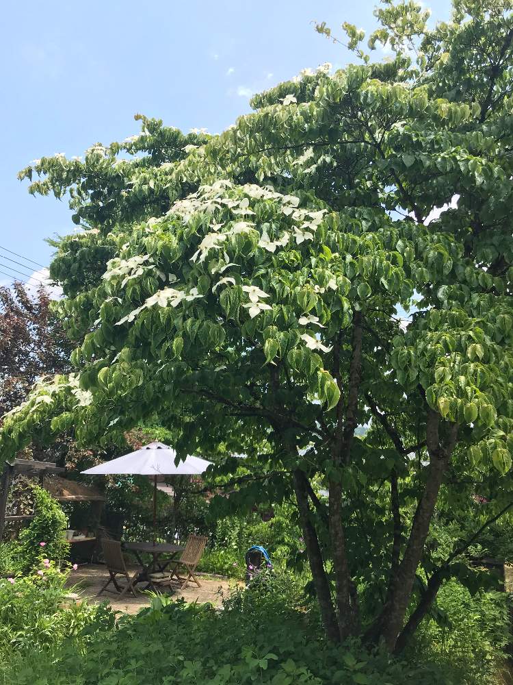 ガーデンガーデンの投稿画像 By たまさん ヤマボウシの木と綺麗と庭のヤマボウシとヤマボウシさんとガーデニングと花のある暮らしとかわいいと白い花とgreen Up と山法師と葉がキレイ 19月6月3日 Greensnap グリーンスナップ