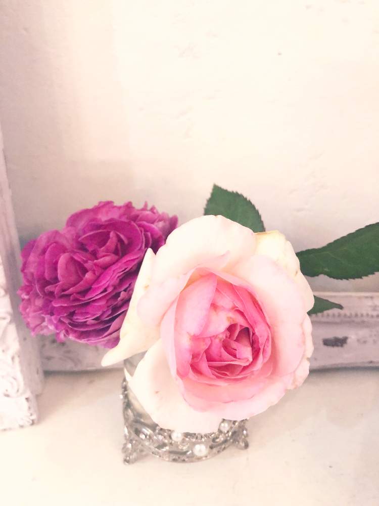 ピェール ドゥ ロンサールの投稿画像 By Aggieさん シャルル ド ミルとつるバラと花のある暮らしとバラのある暮らしと花柄摘み 19月6月3日 Greensnap グリーンスナップ