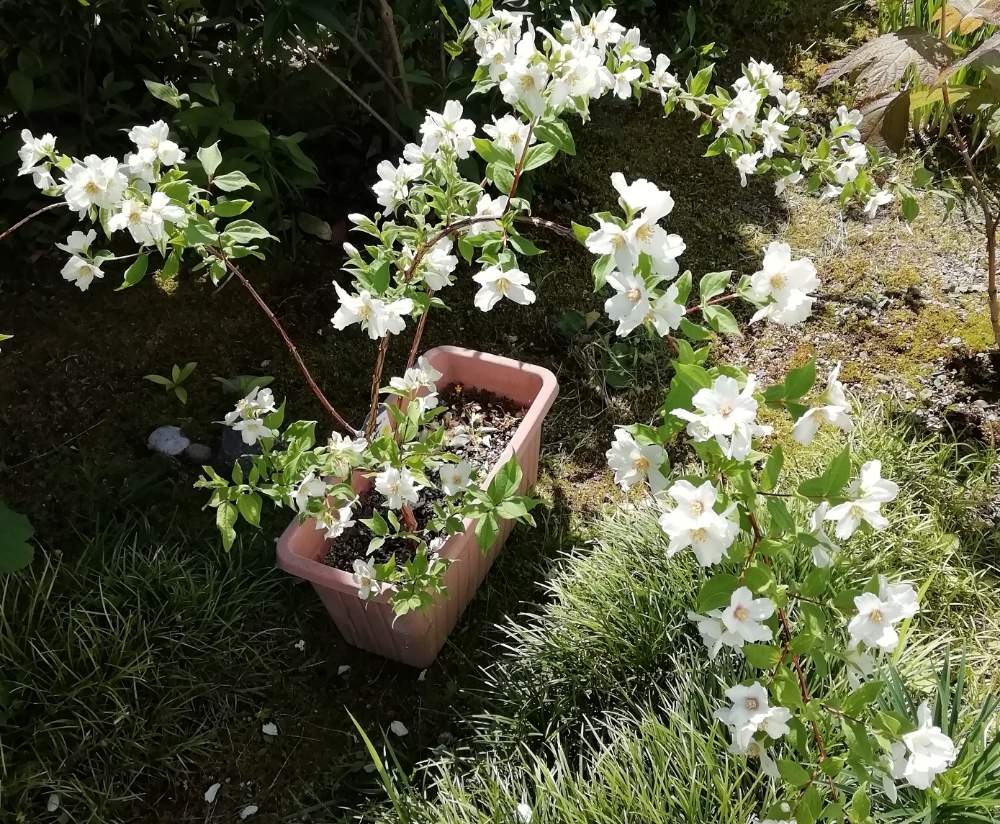 バイカウツギの投稿画像 By バラの刺青さん 鉢植えとお庭と花のある暮らし 19月6月3日 Greensnap グリーンスナップ