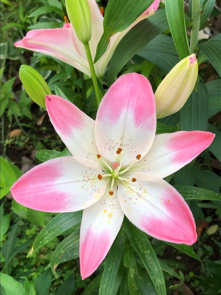 スカシユリ シュガーラブの投稿画像 By ろこうさん かわいいな と花のある暮らしときれいな色とおきにいり 19月6月3日 Greensnap グリーンスナップ