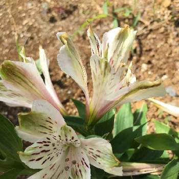 アルストロメリア 白の投稿画像一覧 Greensnap グリーンスナップ