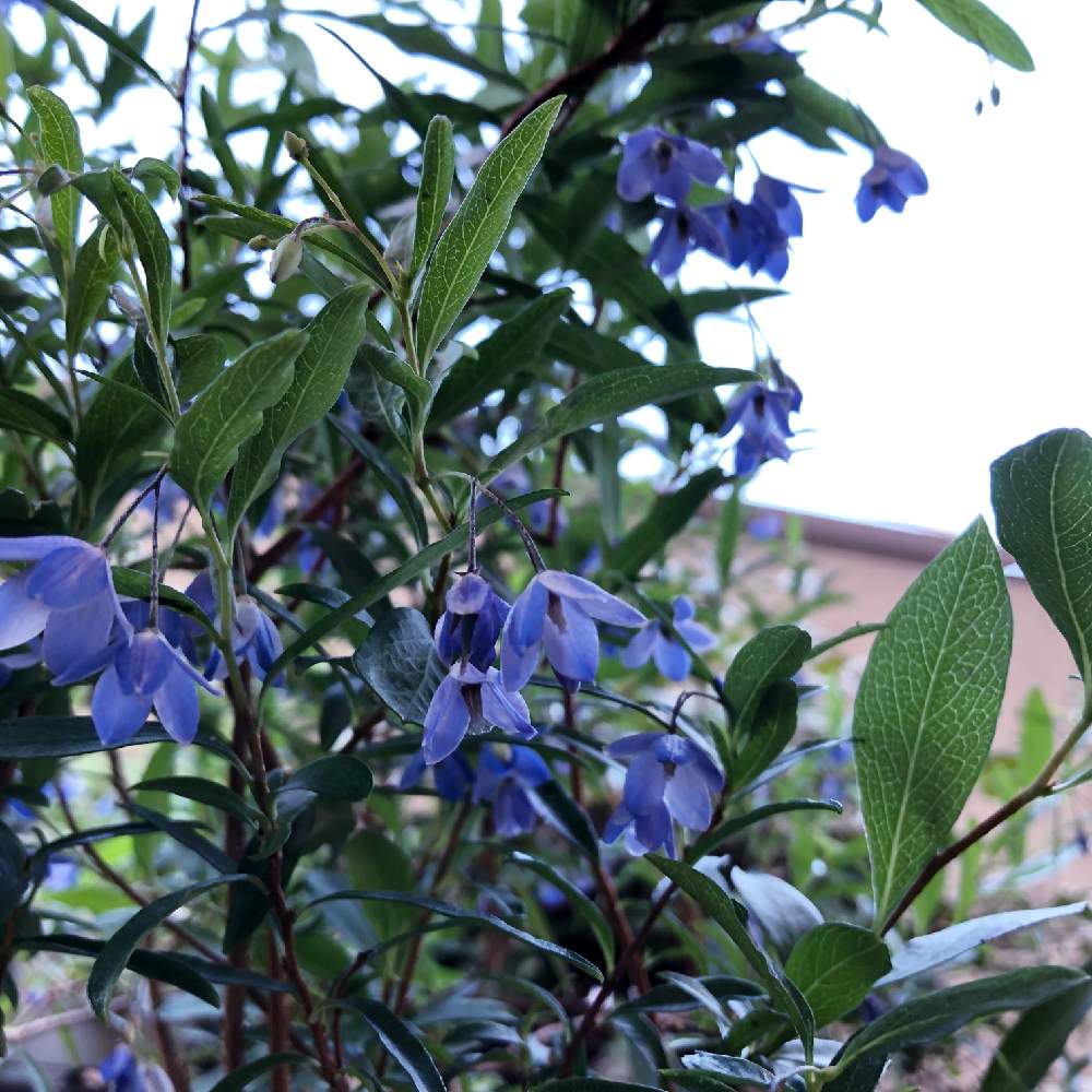 青い花の投稿画像 By ピノコさん 小さい花とオーストラリアンブルーベルとバルコニー ベランダと青い花と小さい花 19月6月3日 Greensnap グリーンスナップ Greensnap グリーンスナップ
