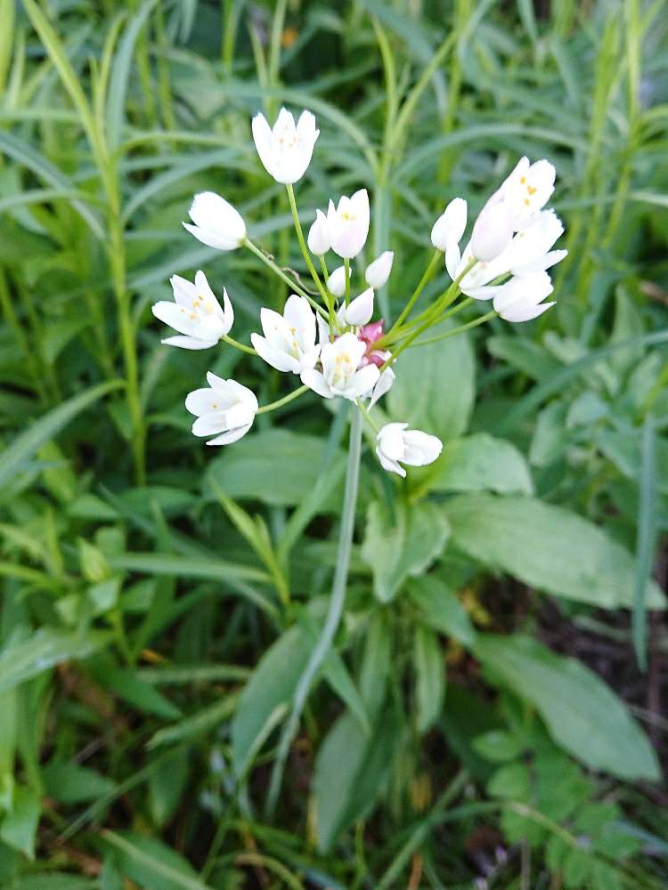 アリウムの投稿画像 By み さん アリウムロゼウムと初心者と白い花と花のある暮らしと自宅の庭 19月6月3日 Greensnap グリーンスナップ