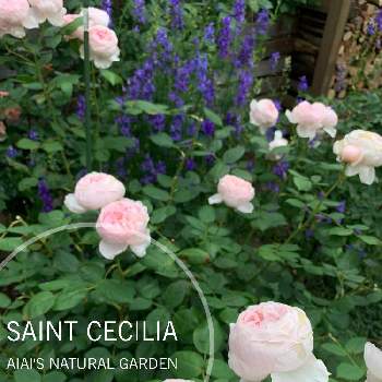 バラの花壇の画像 by aiaiさん | 広い庭とばら バラ 薔薇とカインズバラコンテスト2019とERセントセシリアとバラの季節とお庭の花たちとバラの花壇と花のある暮らしとバラの地植え