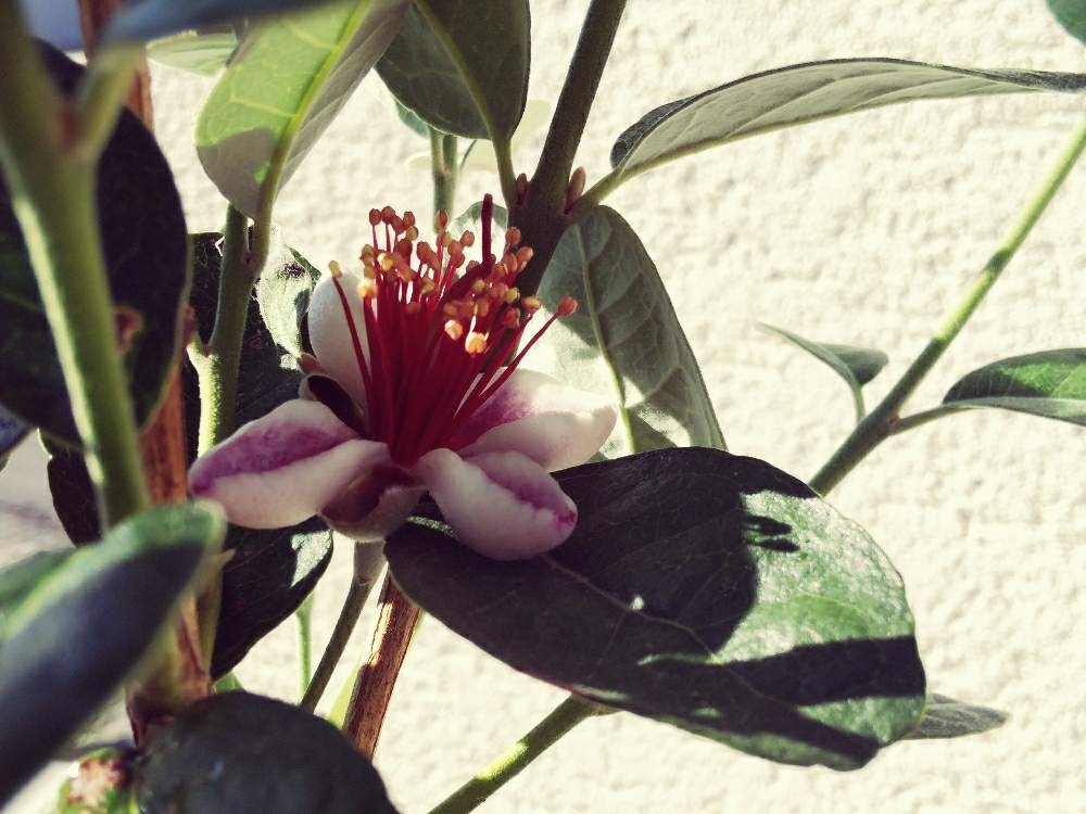 すべての花の画像 最高のフェイジョア 花が咲かない