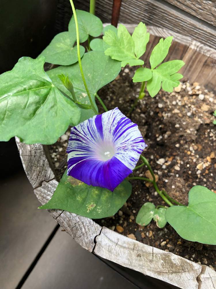 アサガオの投稿画像 By Asanaxxxさん アサガオ 江戸風情とフウセンカズラと緑のある暮らしと植物のある暮らしと夏が来ると初咲き 19月6月3日 Greensnap グリーンスナップ