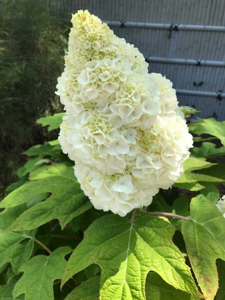 カシワバアジサイ ハーモニーの投稿画像 By エミコさん 6月の花と紫陽花 アジサイ あじさいと もこもことおでかけ先とかわいいと晴れと花は癒やし とiphone撮影とカシワバアジサイ ハーモニーと6月の花と紫陽花 アジサイ あじさいと もこもことおでかけ先とかわいいと