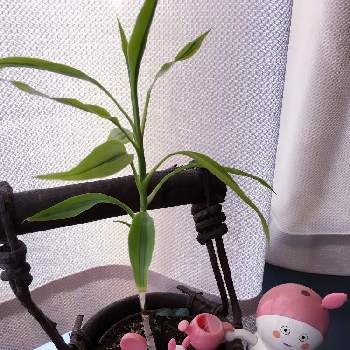 おしゃべりなちゅどんの投稿画像一覧 Greensnap グリーンスナップ おしゃべりなちゅどんの投稿画像一覧 Greensnap グリーンスナップ